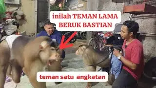 pertemukan Beruk Bastian dengan teman lamanya dari Sumatera di Jakarta!!!