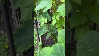My taro leaves ready to harvest #taroleaves #kitchengarden#veggiegarden