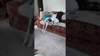 Greyhound Yoga
