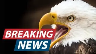 The Biggest Eagle News in 240 Years Just Happened