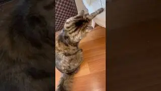 #звездныйкот #забавныйкот Мой непослушный кот🐱🥰
