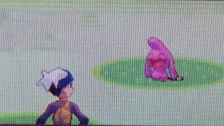 LIVE Shiny Wynaut After 3156 Re's !! (Mirage Island)
