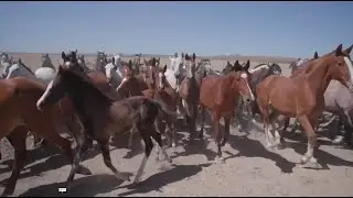TODOCABALLO Capítulo 129: La crianza del caballo y el toro en la Ganadería Benítez Cubero