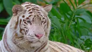BENGAL TIGER CHARACTERISTICS || BENGAL TIGER DIET || BENGAL TIGER  RE PRODUCTION ||