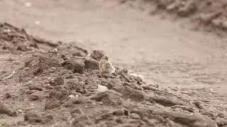 Twites