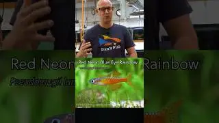 Sending Red Neon Blue Eye Rainbows to Cameron in IA