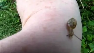 newborn snail