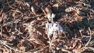 Monotropa uniflora- Ghost pipe