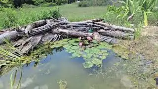 My wildlife pond will amaze at its biodiversity.