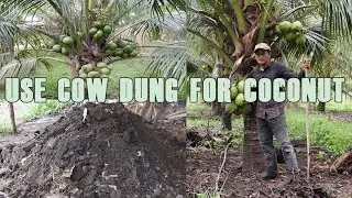 How To Use Cowdung as Fertilizer For Coconut - Tip To Fertilizer Coconut By Using Cowdung Manure.
