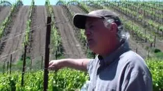 In the Vineyard with Steve Beckmen – Shoot thinning