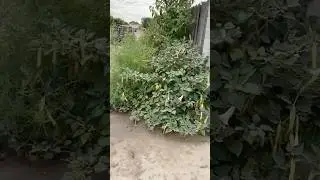 Before/After Yard Transformation #motivation #lawncare #yardcleaning #viralvideo #yardmaintenance