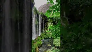 Sunlight's Impact on Rainforest: Biodiversity and Ecosystem Dynamics