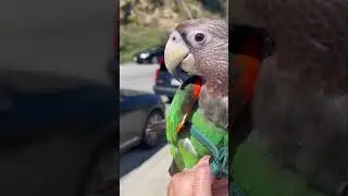 Walking my parrot outside 🌱🐣 #CapeParrot #Parrot #Harness #Animals #Cute #Walk #Nature #Sun #Green