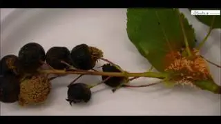 Horticulture Tips: Saskatoon Juniper Rust