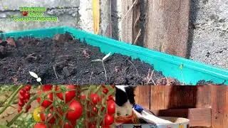🍅 Cherry Tomatos 🌱 7days Growing Plants 