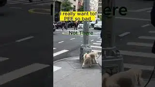 This POODLE #DOG Couldn't Find His Peeing Spot #SHORTS!!!