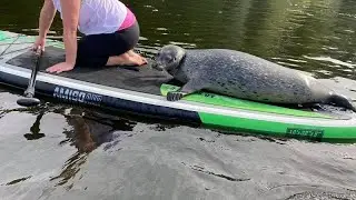 Watch as a surprise seal interrupts a paddleboarding lesson