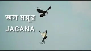 জল ময়ূর | ময়ূর | জাকানা | Jacana |І Wildlife Animal Birds | Nature Documentary Birds | Birdlife |
