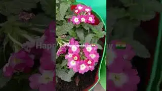 Pink# and# white #garden# verbena# flowers #🌸🌸🌸#💮💮💮#🌿🌿🌿
