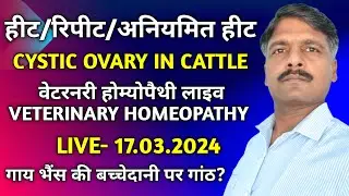 Heat Problem Solution in Cow Buffalo! Cystic Ovary in Cattle! VETERINARY HOMEOPATHY live! 17.03.2024
