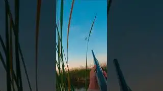 2025 Duck opener Full video on my Channel! #duckhunting #hunting #2025hunting