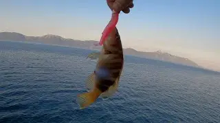 Shore Fishing in Croatia / Painted comber - Pirka :D