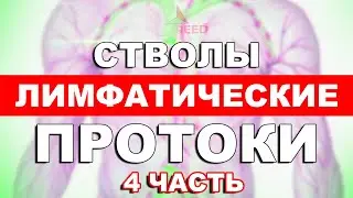 Как лимфа ищет путь к сердцу? (Разбор протоков и стволов)