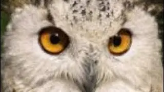 Hunting skills of owl 🦉