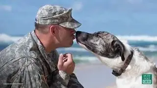 Dogs on Deployment Makes Sure No Pet Is Ever Left Behind