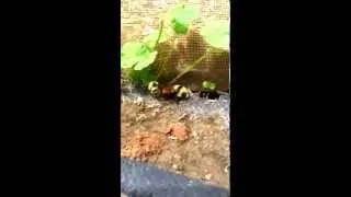 The bumble bee, Bombus huntii, mating