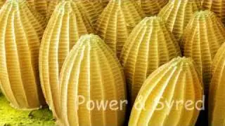 Large White butterflyeggs_02