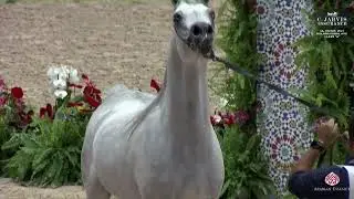 N 120 NIHAD BOUZNIKA   El Jadida 2023   International AHS Class A   Colts 3 Years Old Class 8