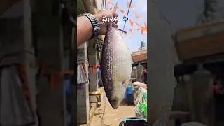 ₒᵣᵢₛₛₐ పులస 🐟 #fish #food #pulasa #shorts #amalapuram #godavari #odisha #fishcurry #andhrapradesh