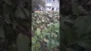 Lambeth Council slashing biodiversity on Central Hill Estate