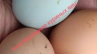 Как правильно закладывать куриные яйца на инкубацию