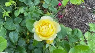 FunFactFriday | RoseFest2023
