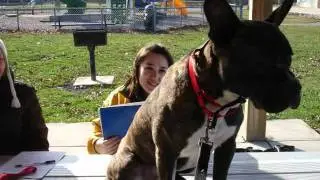 Berea Animal Rescue Adoption Success Stories