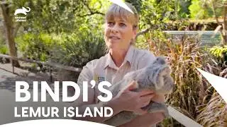 Steve's Legacy Continues With Irwin Family | Crikey! It's The Irwins S1 E 1, 5, 3 | Animal Planet