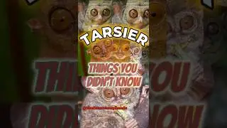 Этот крошечный примат &mdash; ночной охотник 😲🐒