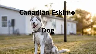 Canadian Eskimo Dog (ONE OF THE MOST EXPENSIVE DOGS)