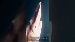 This Shark&rsquo;s Jaw Shoots Out of Its Face 😳🦈