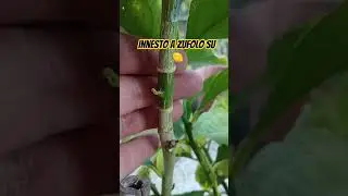 Innesto a zufolo sul limone.... di circa 50 giorni....🍋🍋🍋🍋🍋&hearts;️🌿Il video completo lo trovate qui👌☀️☀️