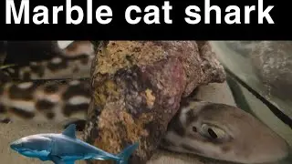 marble cat shark going for a swim coral cat shark