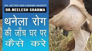 आपके पशु को कभी नहीं होगा थनैला रोग, इन बातो का रखें ध्यान| Cure Mastitis| Thanela Rog