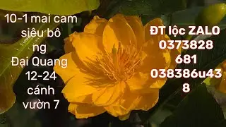 #10-1-2026_mai cam 12-24 cánh_vườn 7 siêu bông Đại Quang 