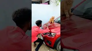 Epic cat action 😍 #shorts