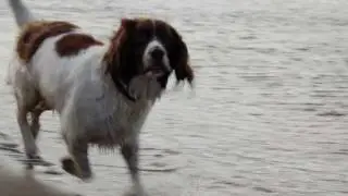 Murphy the Rescue Springer Spaniel