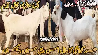 Bakra Mandi Tando Adam | Today update | Tapri barbari kamori Goat | Qurbani Eid 2026 | 13/12/2025
