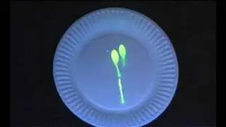 Pro Cure UV Flash